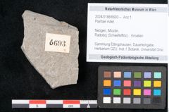 Foto (Objekt + Etikett) von Plantae indet.  (NHMW-GEO-2024-0188-6693)